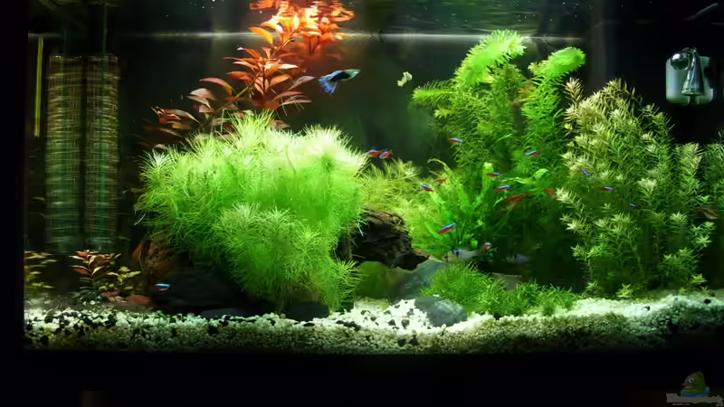 So sah das Becken vor der neu einrichtung aus noch ohne Blaualgen von Alex Simon (2)