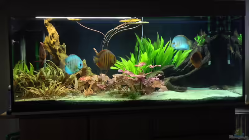 So sah es 2014 mal aus. von andreas32 (20)