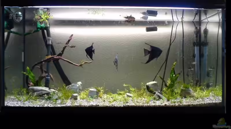 so sah es am anfang aus von Christoph H. (12) (3)