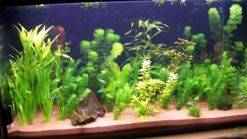 So sah es am Anfang aus von Jan Beckman (3)