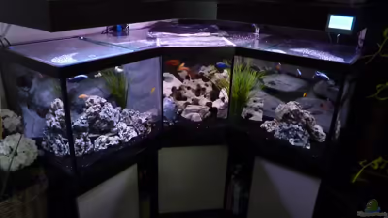 so sah es anfangs mit Lochgestein aus^^ kommt uns nie wieder ins Becken..... schön von AjakAndi (10)