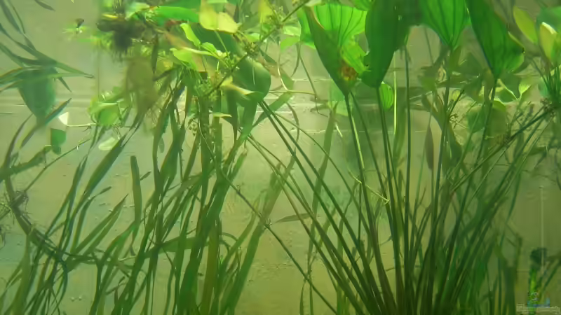 So sah es aus bevor Heros und Pacus  besetzt wurden von dornwels (9)