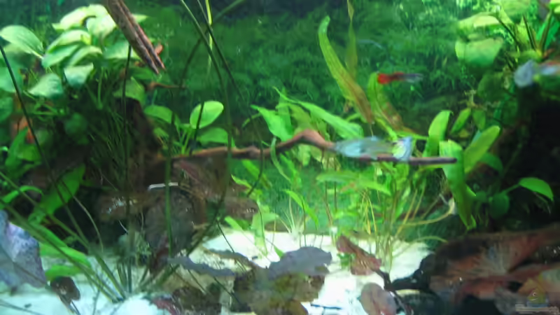 so sah es aus von Robbi (2)