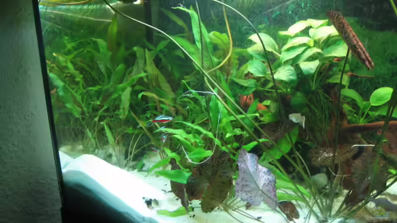 so sah es aus von Robbi (3)