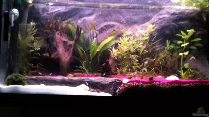 so sah es dann vor dem Malawiumbau aus von Mueller76 (5)