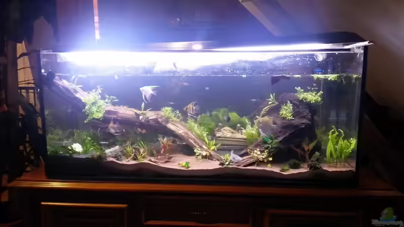 so sah es frisch eingerichtet aus von Ceylon (9)