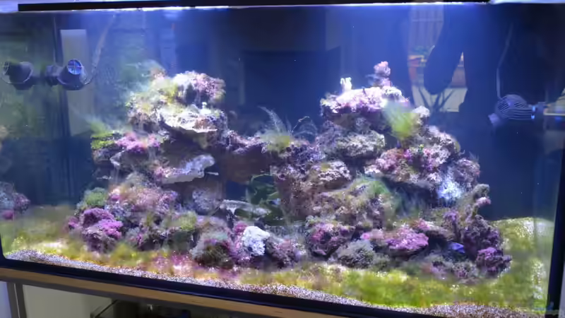 So sah es kurz nach dem Steinbesatz aus von Brookshaw (30)