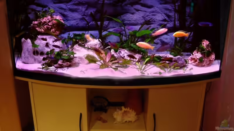 So sah es vor 1 Monat  aus von Vladi (3)