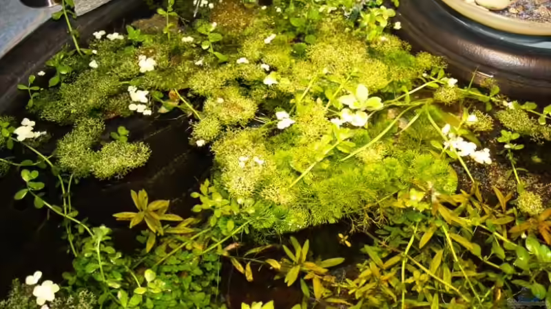 So sah es vor dem Ansaugstutzen mal aus. von Timo Lorenz (7)