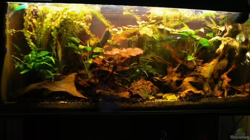 So sah es vor drei Wochen aus von René Leubecher (4)