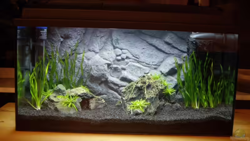 So sah es vorher aus - leider zu dunkel für die meisten Pflanzen von Pummelzacken (2)