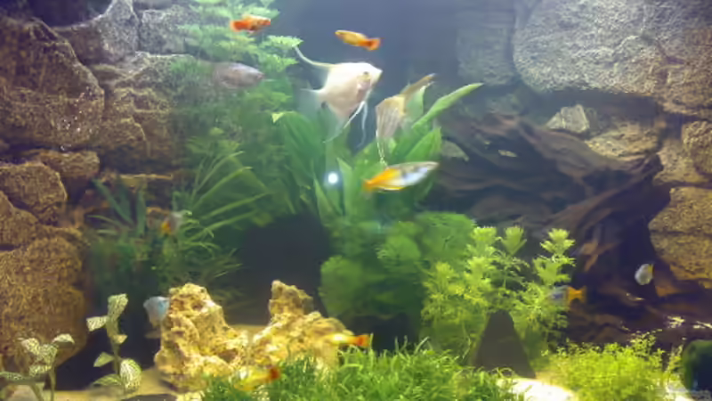 So sah mein Becken aus bevor es ein Meerwasseraquarium wurde. War auch sehr schön finde ich. von Marcel Fischer (6)