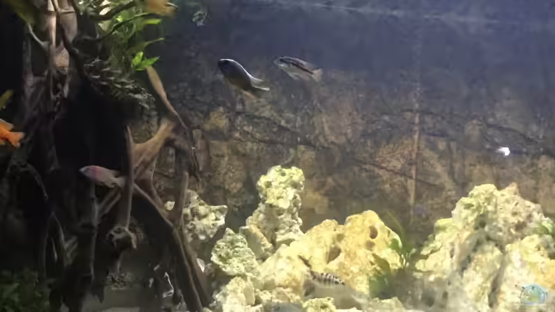 So sah mein erster Versuch mit Lochgestein aus von Lippi (26)