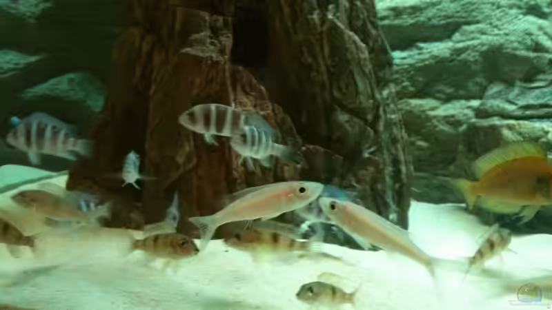 So schauen mir mal was es so giebt von Manuel Jettki (11)