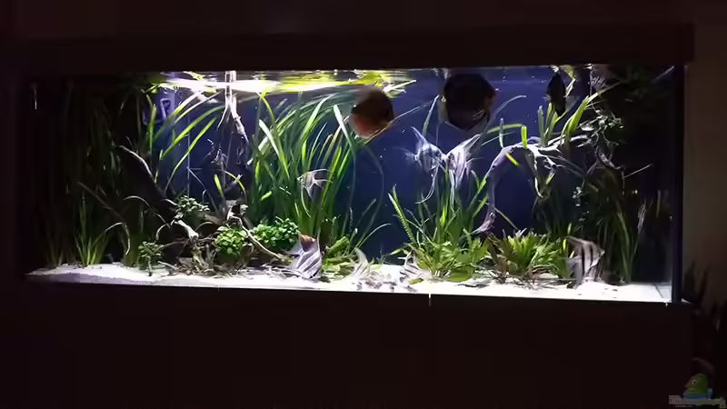 So schaut es Abends aus von Dani B (6)