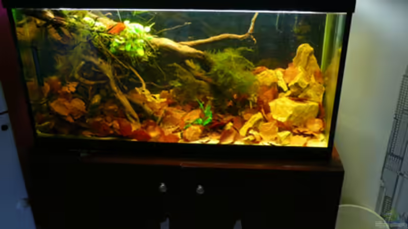 So schaut es aktuell aus von Cichlid Power (17)