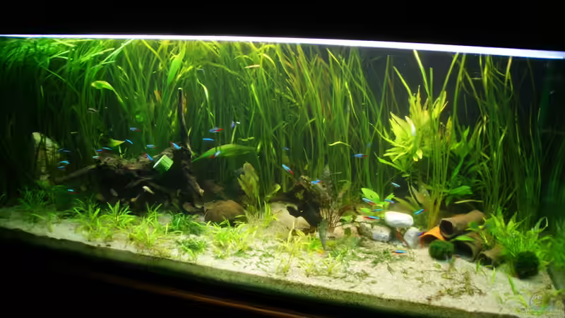 so schaut es jetzt aus von Frank Wollenburg (3)