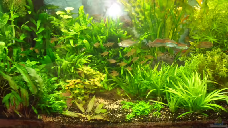 so schön wie Zitronensalmler sind - die Population stößt langsam an ihre Grenzen. von Bungi (16)