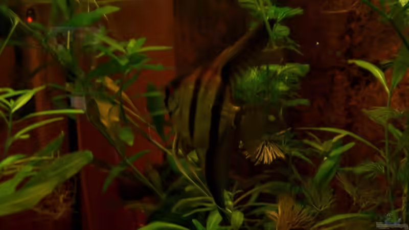 So sehen wir aus wenn wir mal älter sind... von wald-muckel (10)