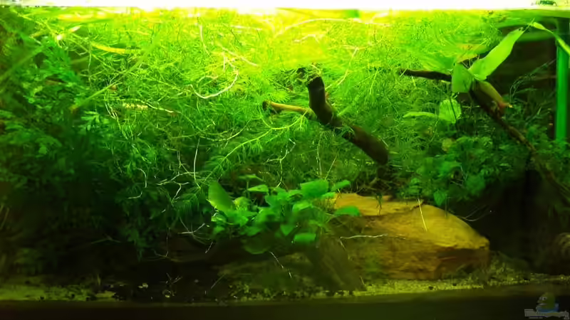 So sieht das Becken aktuell aus (Stand Oktober 2013) von JR (1)