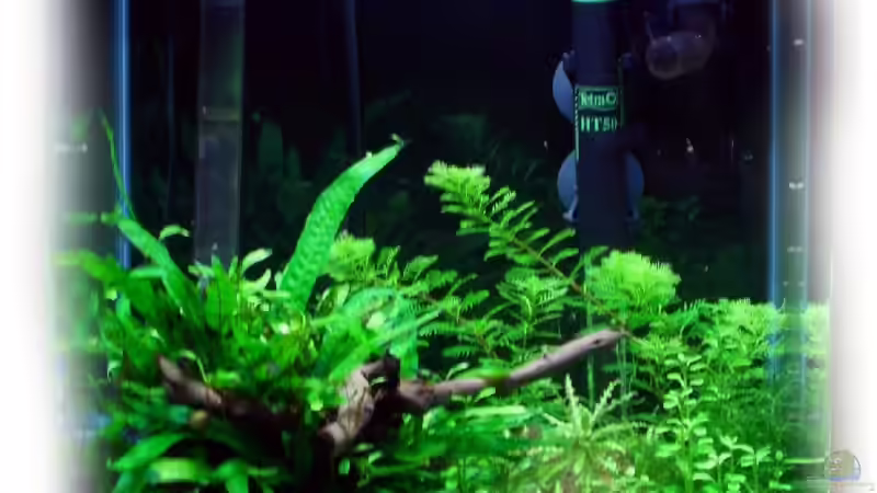 So sieht das Becken aus. Stand 30.11.2011 von Achim (2)