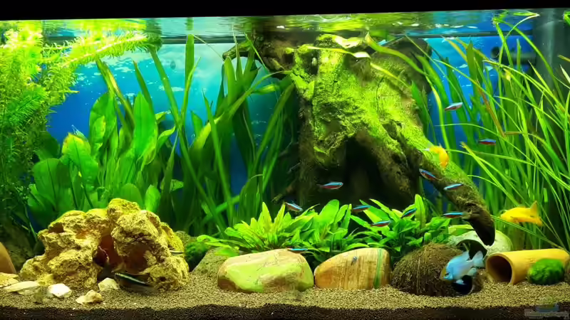 So sieht das Becken jetzt nach vier Wochen aus von Returner (4)