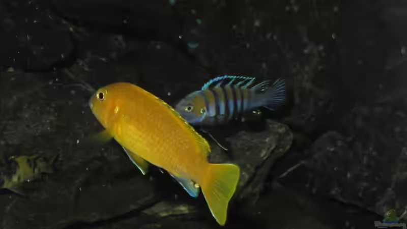 So sieht ein Johannii-Weibchen aus. von bossie1704 (97)