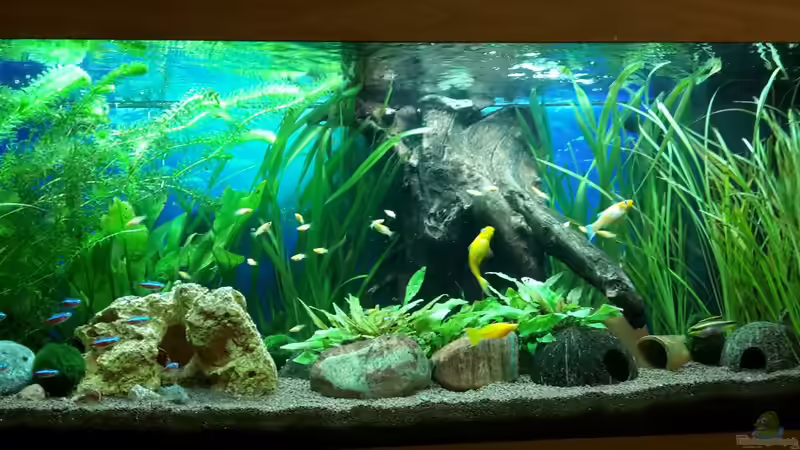 so sieht es aktuell bei mir aus. Die Algen vom Holz sind so gut wie verschwunden. von Returner (6)