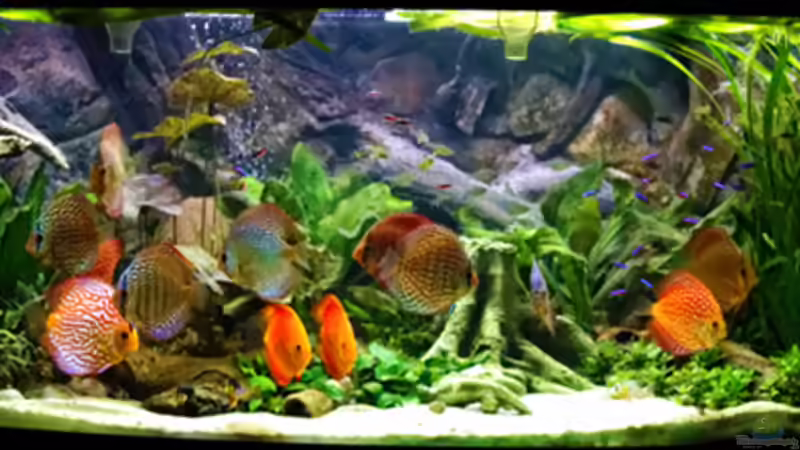 So sieht es aus ... von Rolf Wilmsen