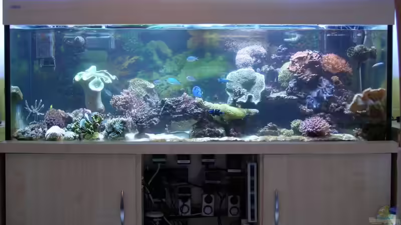 so sieht es aus wenn mann einen Hummer fangen will. von René Geisler (21)