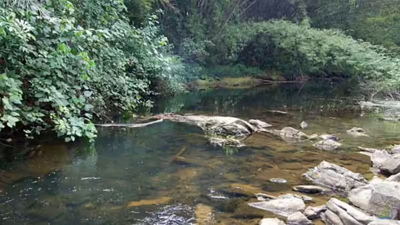 So sieht es bei Mundemba aus , dort kommen Benitochromis ufermanni vor , mit freundlicher von Didi (2)