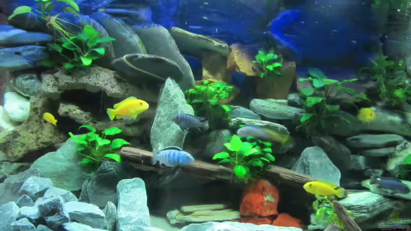 so sieht es heute mit Fischen aus von Mbuna (13)