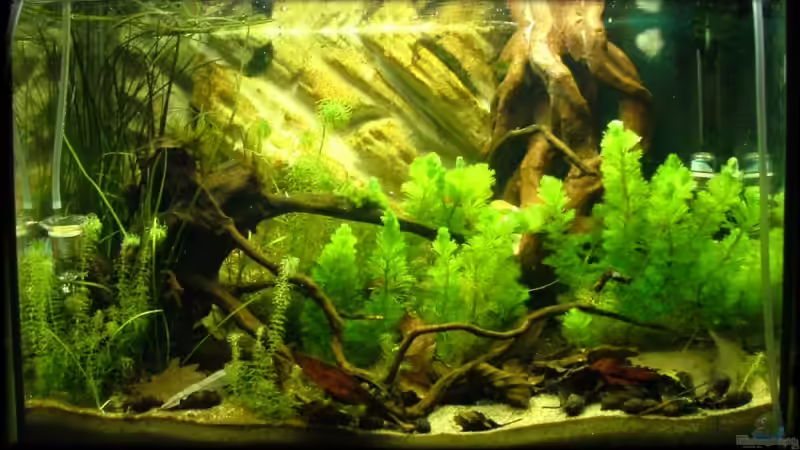 So sieht es im Moment aus... von Palo (1)