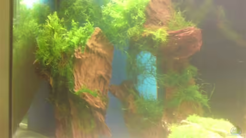 so sieht es im Wasser aus   von SINAN (24)