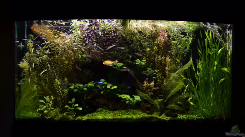 So sieht es jetzt aus und ich denke damit kann man Leben ;D (14.07.2016) von Rotkopfsalmler (2)