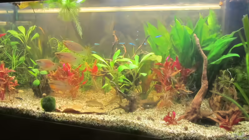 So sieht es nun erstmal aus - Jetzt fehlt noch der BUSCH :-) von Mofafi-Liebhaber (45)