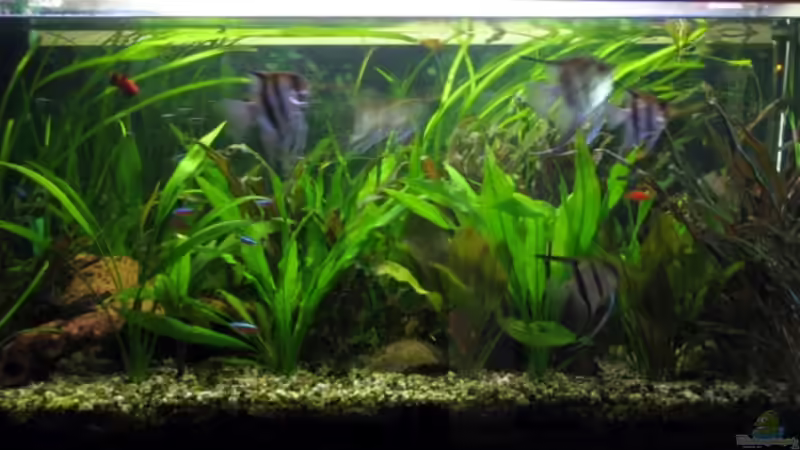 so sieht mein derzeitig bunt gemischtes Becken aus