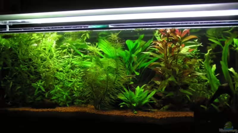 So sieht mein Raumteiler AQ am Abend aus von Mario Theiß (1)