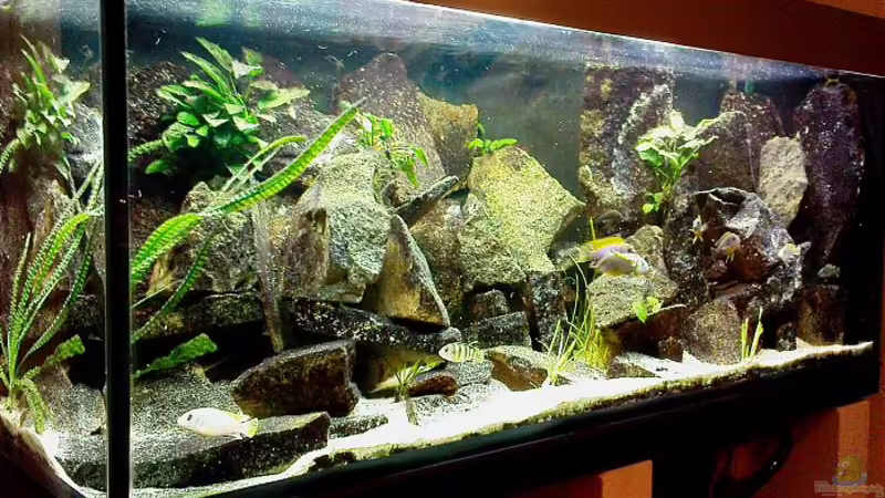 So sieht´s aus von Schloe (1)