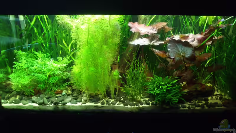 So siehts im Moment aus :) von Fuujida (1)