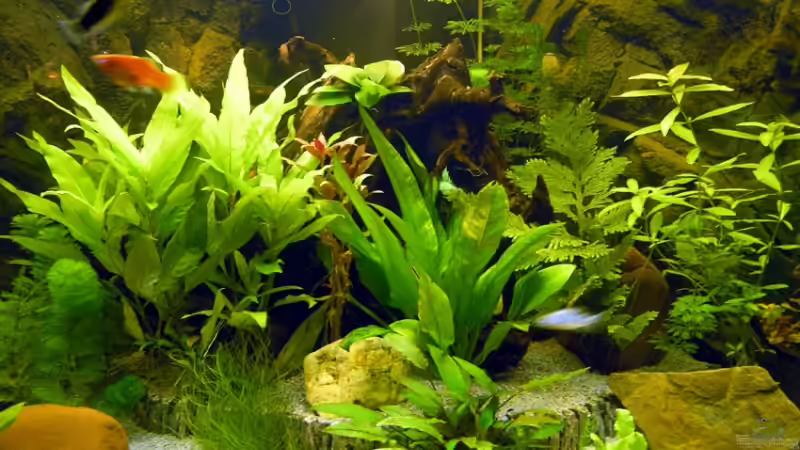 So sieht`s innen aus. von Fossybear (3)