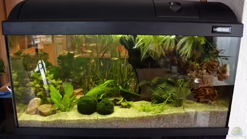 So siehts nun endgültig aus : ) Leider total verspiegelt... aber es ging nicht anders. von Garnelenmami (10)