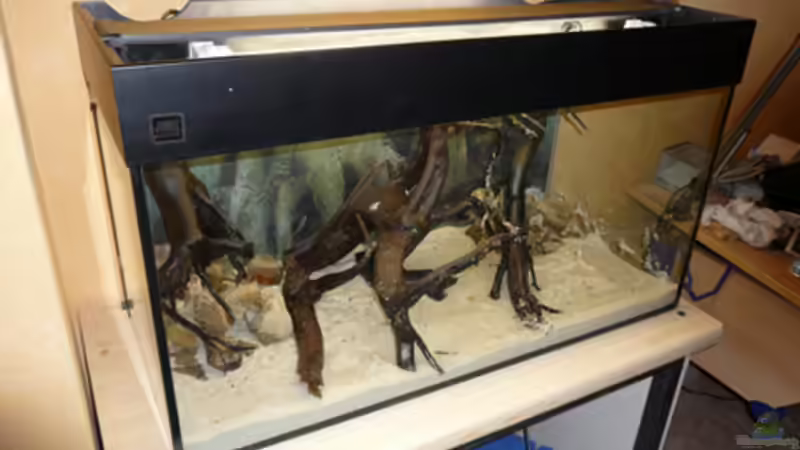 So solls aussehen von Cichlid Power (2)