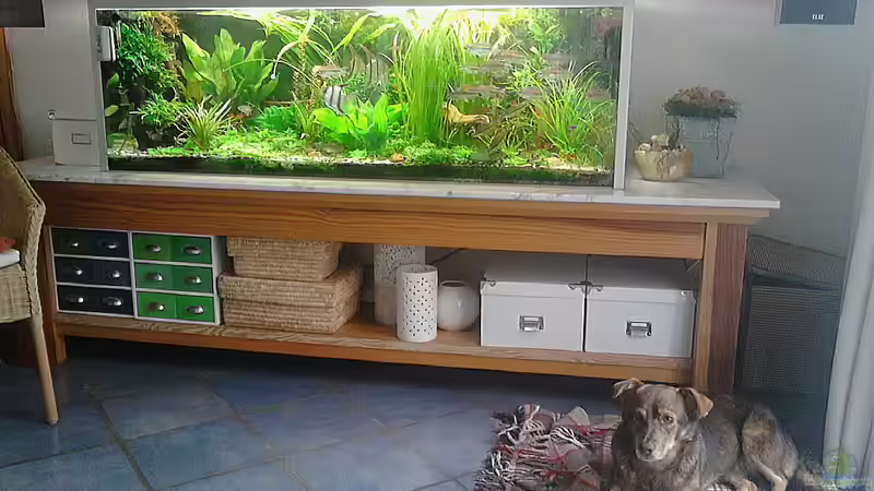 so steht das Becken im Esszimmer von Grünhexe (88)