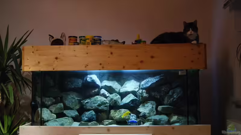 So stehts da - mit Kater Paulchen von Poybuna (4)