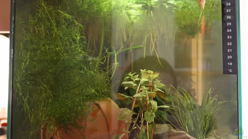 So von der Seite, leider mit meinem Spiegelbild :D (alt) von Garnelenmami (7)