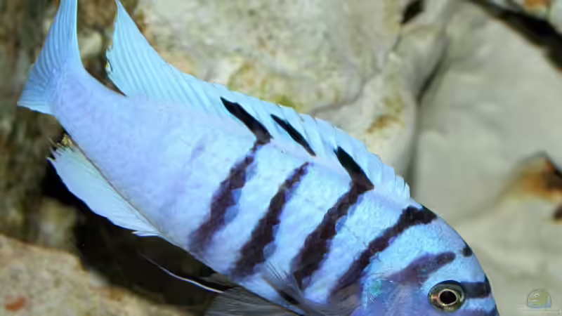 so werden die kleinen bald aussehen Cynotilapia afra white top Galileya Reef  von JOHN (2)