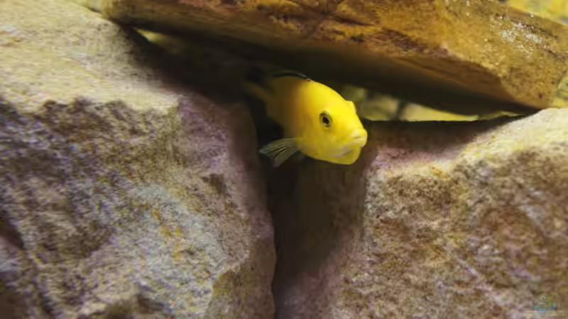 So wird es schon deutlicher von Richy (36)