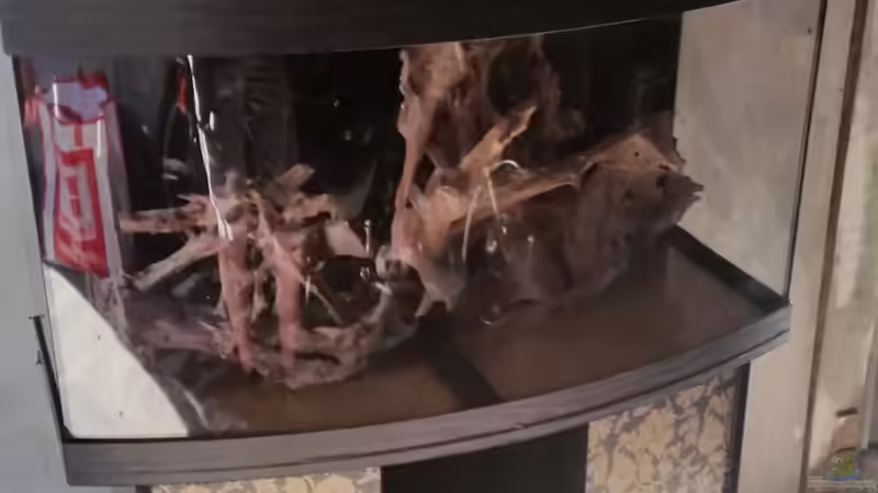 So wurde das Becken gekauft von Rotkopfsalmler (6)