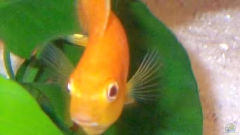 so zusagen Schnauze voll ! von J.Liebold (18)